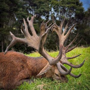 New Zealand Red Stag Hunt (500-549″)