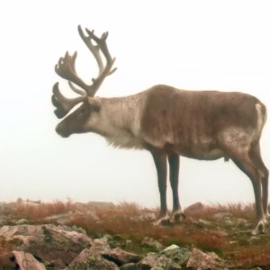 NEWFOUNDLAND CARIBOU