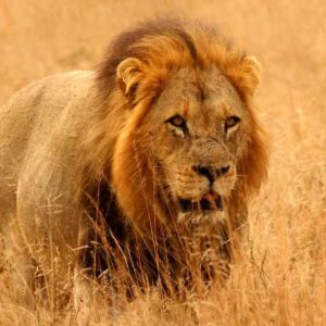 Africa Lion (Coming Soon)