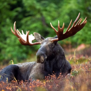 NEWFOUNDLAND MOOSE