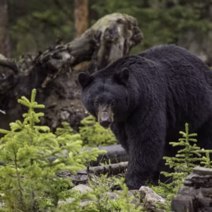 NEWFOUNDLAND Black Bear (Coming Soon)